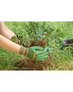 Anti-Puncture & Waterproof Gloves